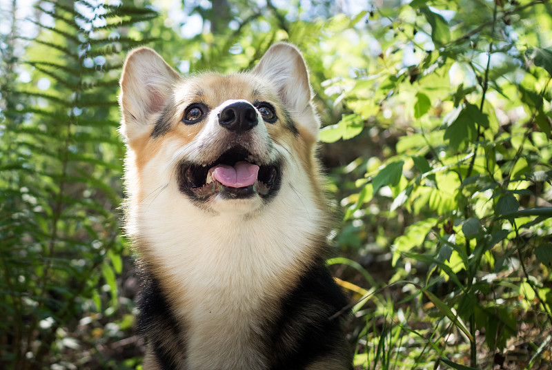 在美丽的森林里散步的威尔士柯基犬。