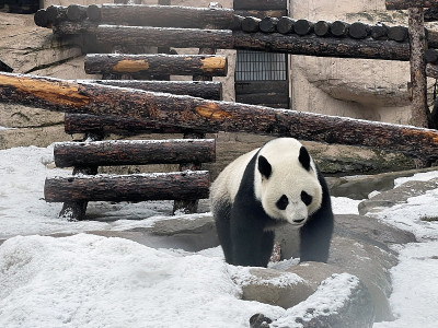 雪地里的大熊猫