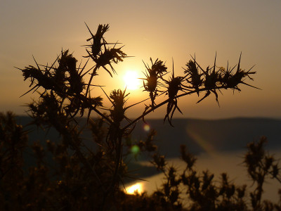 Cres