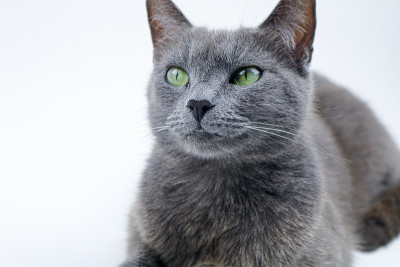 俄罗斯蓝猫工作室肖像