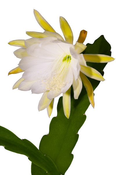 有白色花的仙人掌，杂种的昙花，孤立