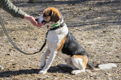 比格尔犬从主人手中得到一份奖励。
