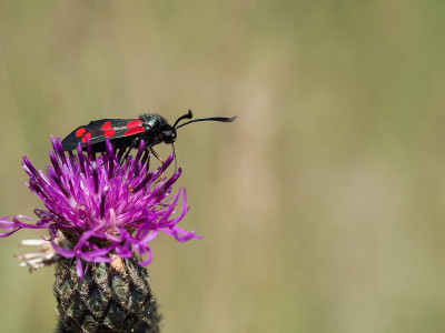 六斑天蛾(Zygaena filipendulae)是日蛾科的一种昼飞蛾。