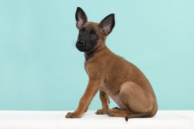 比利时牧羊犬或马利奴犬幼犬坐在一个蓝色的背景从侧面看