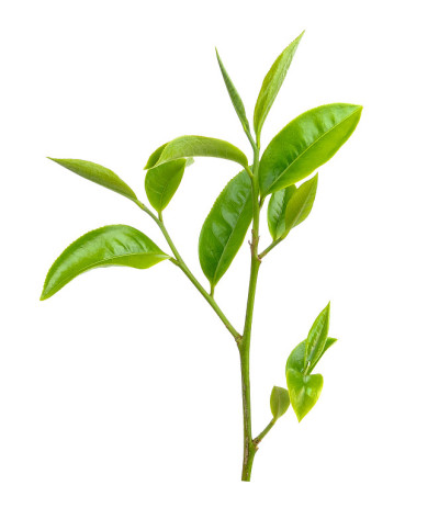 白色背景上孤立的绿茶叶子