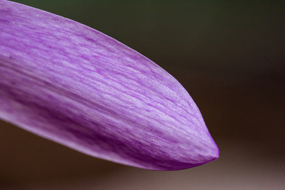 番红花花宏