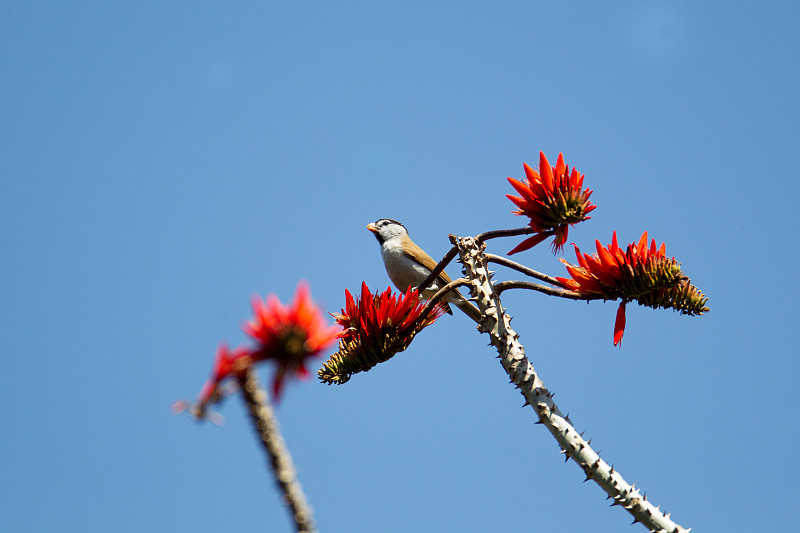 头-头鹦嘴鱼(Psittiparus gularis)