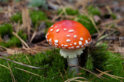 苔藓中的红鹅膏菌