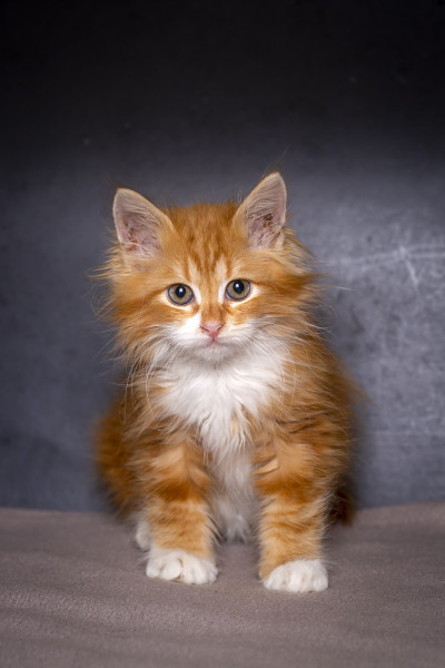 可爱的橘色小猫，缅因猫