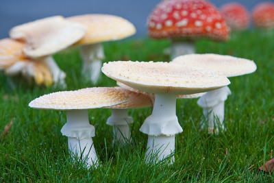 毒Mushrooms