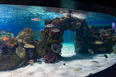 在耶路撒冷的以色列水族馆
