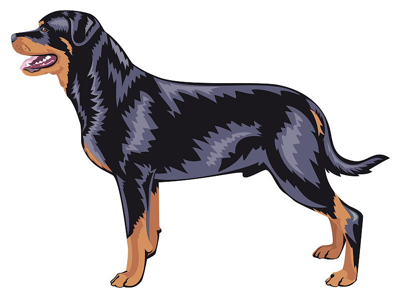 罗威纳犬站色