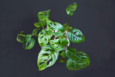 异国情调的“Monstera Adansonii”或瑞士奶酪葡萄房植物在黑暗的背景