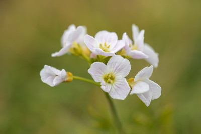 杜鹃花(草地碎米草)