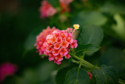 Flower of Common Lantana