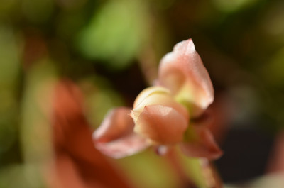 仙人掌花蕾