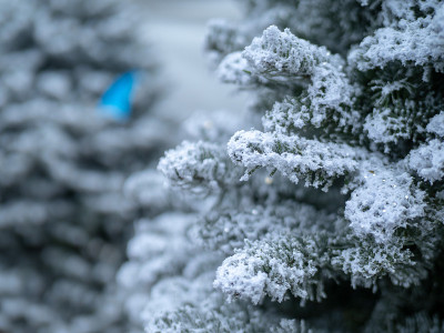 近距离的树枝上覆盖着一些明亮的白雪