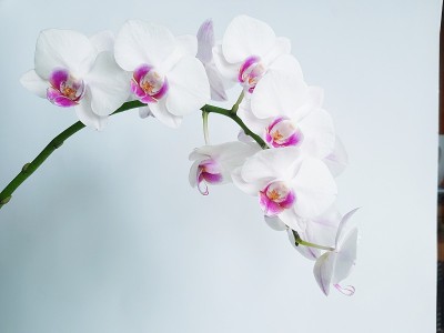 兰花