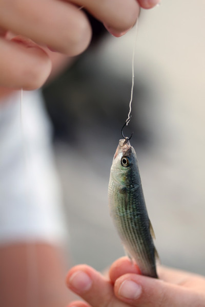 小鱼