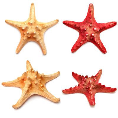 海星集合