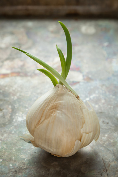 发芽的大蒜