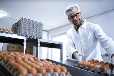 食品加工厂的新鲜鸡蛋由传送带和工人搬运包装。