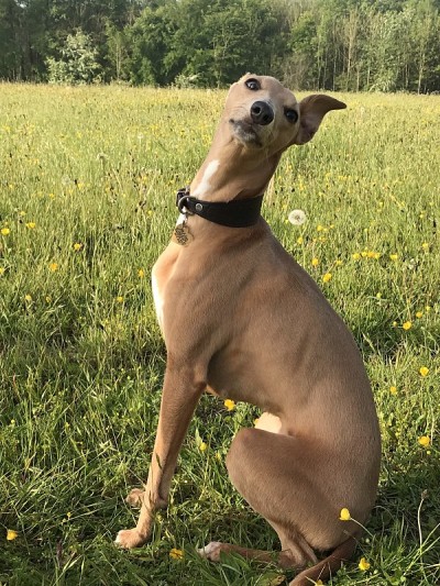 蓝色的小鹿的惠比特犬