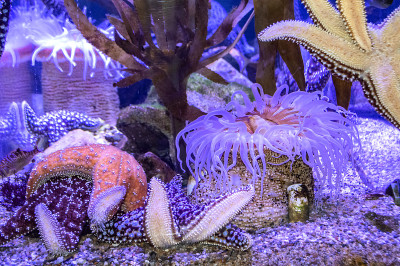 水族馆里的海星和海葵