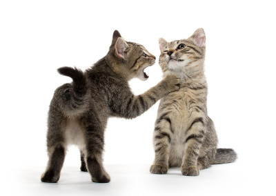 两个虎斑小猫