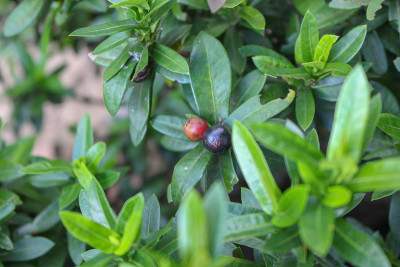 桔红或茉莉花果实，室外热带植物。