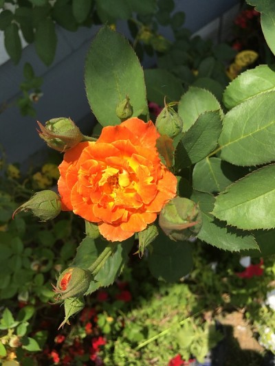 随机的花