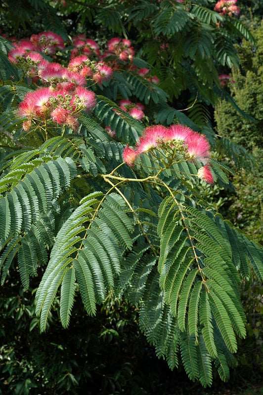 木棉树