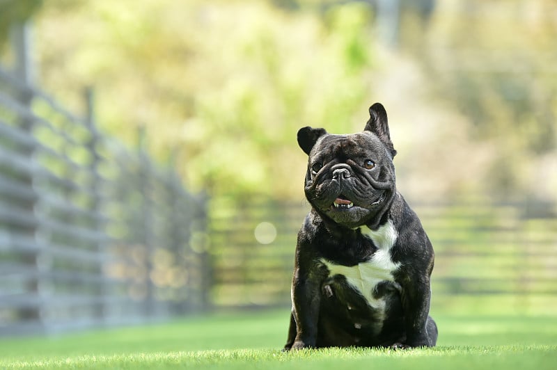 在狗跑中玩耍的法国斗牛犬