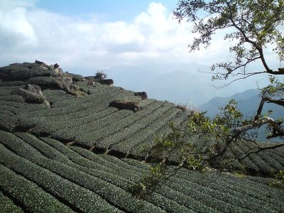 茶园