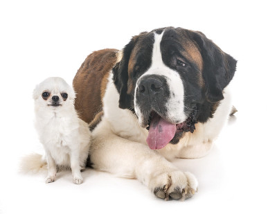 圣伯纳德犬和吉娃娃犬