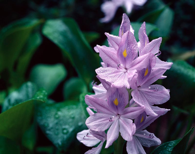 水葫芦