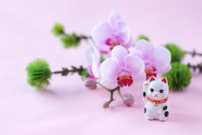 松树，蝴蝶兰和毛茛