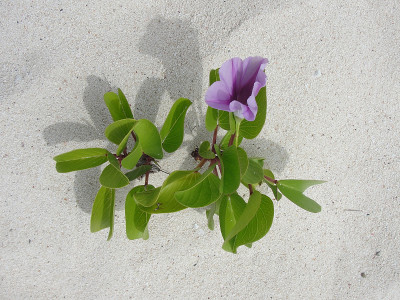 花在沙滩上