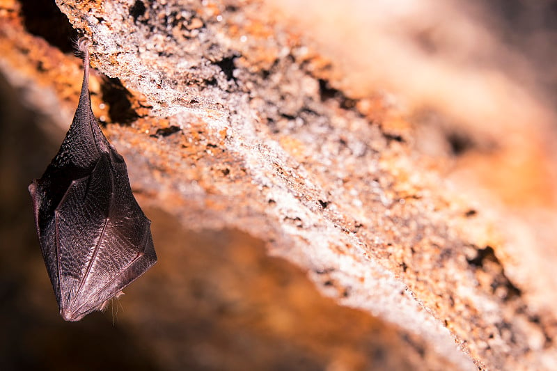 近距离观察正在睡觉的小马蹄蝠(Rhinolophus hipposideros)倒挂在洞穴顶部