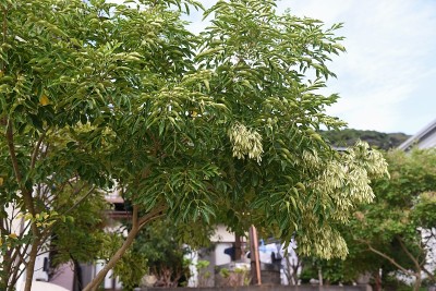 格里菲斯白蜡树(Fraxinus griffithii)果实