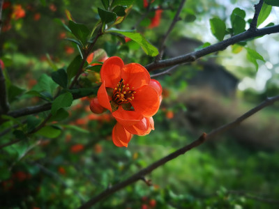 红海棠开花