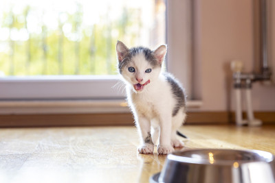 小猫舔牛奶