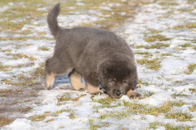 神奇的藏獒幼犬