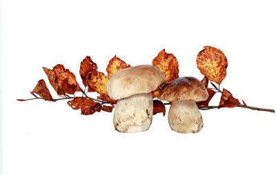 mushroomsand红叶