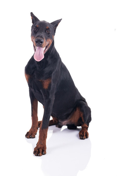 杜宾犬坐
