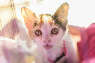 猫哭了