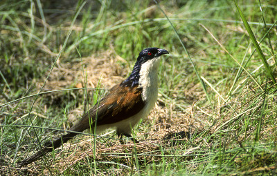 Copperytailed Coucal