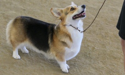彭布罗克威尔士科基犬