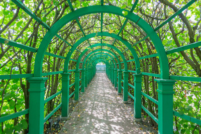 避暑小屋屋顶上的野葡萄