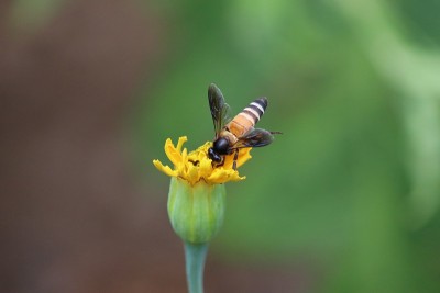 蜜蜂